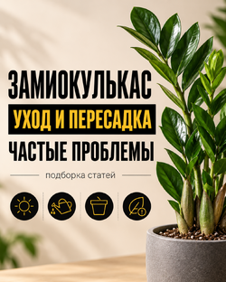 Замиокулькас - уход, пересадка и частые проблемы
