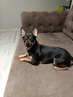 Собачьи истории.