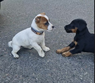 "Ласковый хвост": всё о жизни с домашними любимцами
