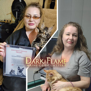КотоПитомник 🐾 Dark Flame: Живые истории питомника 