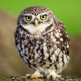 Сыч: маленький совёнок с большим характером