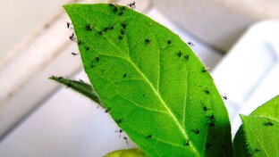 Вредители комнатных растений