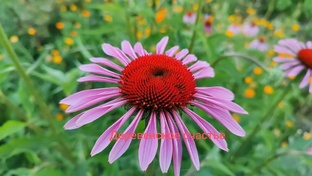 Все видео по порядку