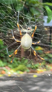 Животный мир Австралии