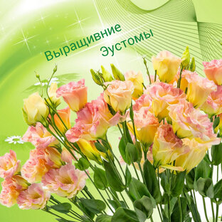 Эустома