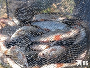 Охота, рыбалка и грибы