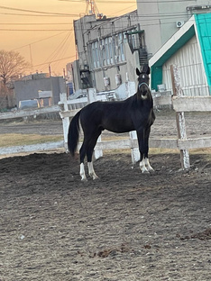 Привет, кожаные подписчики!