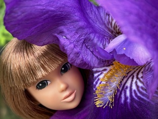 Утренняя красавица