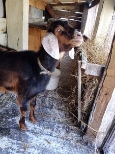 Козы🐐