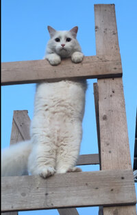 Котики и разные животики 