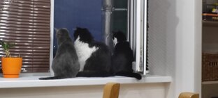 Кошачий сериал "Знакомство'