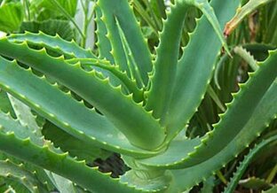 Лекарственные растения. Рецепты народной медицины.