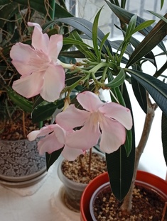 «Олеандр, который решил, что зима — это лето» ❄️🌸