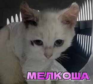 МЕЛКОША - кошка размером с трёхмесячного котёнка с переломом лапки...