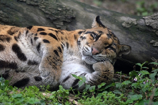 Планеты играют вдолгую