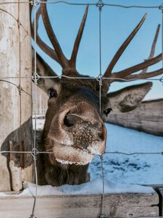 Олени в Подмосковье