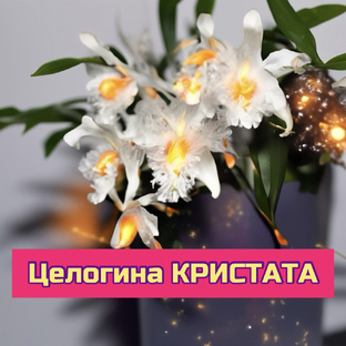 Целогина КРИСТАТА 