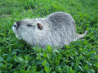 Нутрия