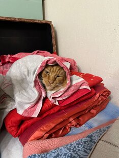 Фотографии данного котёнка
