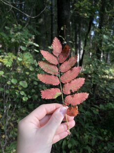 Викторины о природе