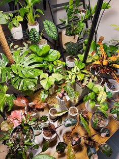 Моя коллекция 💚