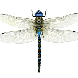 Стрекоза: охотник неба с глазами-радаром и скоростью реакции молнии