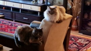 Кошачьи истории