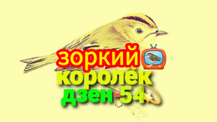зоркий📽️королëк📺