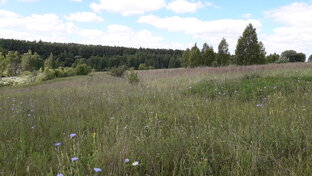 Истории из жизни.