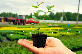 Сад и огород