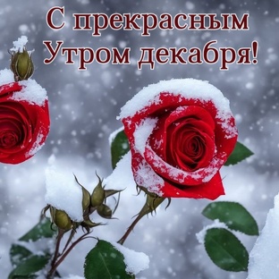 Лёд и пламень жизни