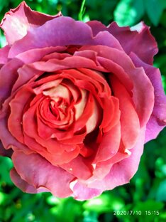 Немного о жизни большой семьи... 