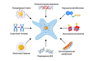 Омоложение клеток кожи