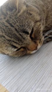 Петомцы