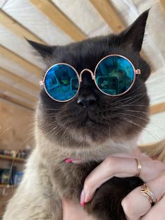 Котики Собачки 