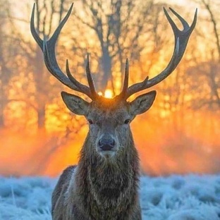 Олень: от рогов до мифов — правда о самом загадочном звере тайги