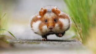 Любовь, Дизель и тетушка. 