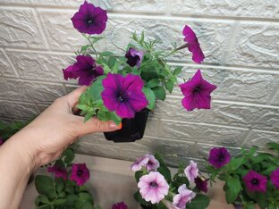 ЛУЧШИЕ ОДНОЛЕТНИКИ ДЛЯ ВАШЕГО САДА