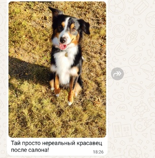 Отзывы груминг салона "Балути" 