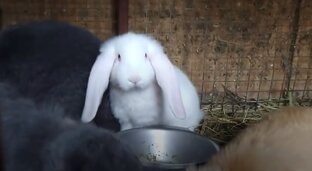 Куры и кролики