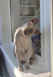 Рамзес Великолепный