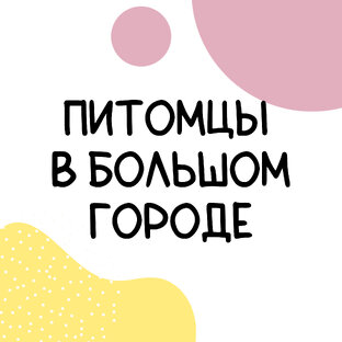 Проект Дзен для Pet блогеров