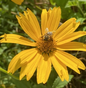 ДАЧНЫЕ РАСТЕНИЯ