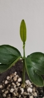 Мой апельсин из косточки