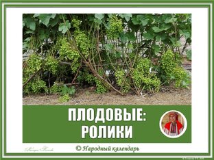 ПЛОДОВЫЕ: РОЛИКИ