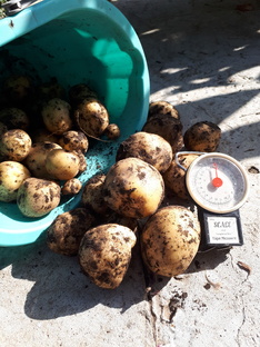 все про овощи