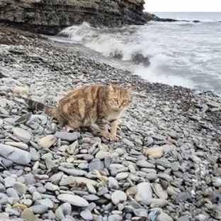 Котики