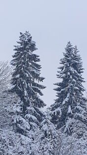 Диний тарихий шахслар хайоти Куран оятьлари