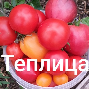 Огурцы, помидоры, перцы.