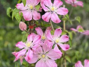 Цветы разные